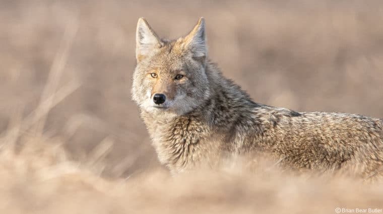 Coyote 1 7 Butler Wide Credit