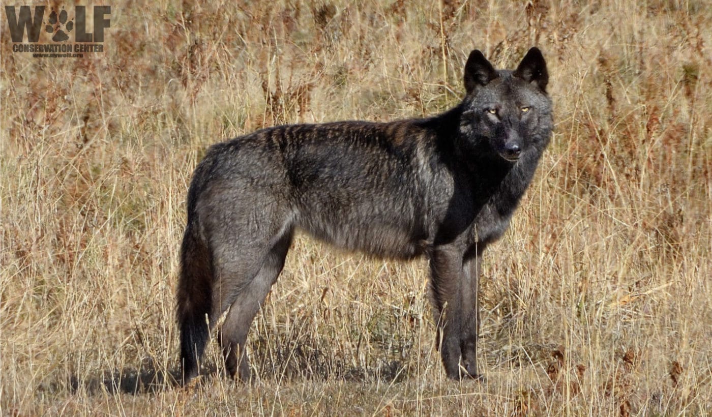 Member of the Junction Butte wolf family in 2019