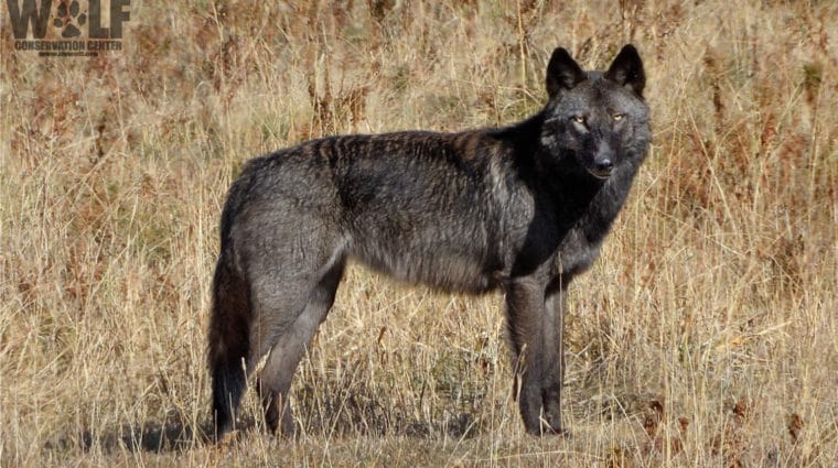 Member of the Junction Butte wolf family in 2019