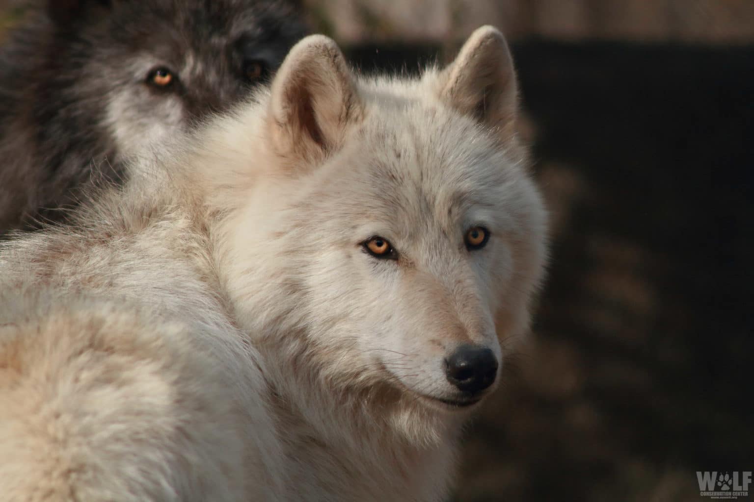 Oregon Police Ask for Information About Poisoning of Entire Wolf Pack