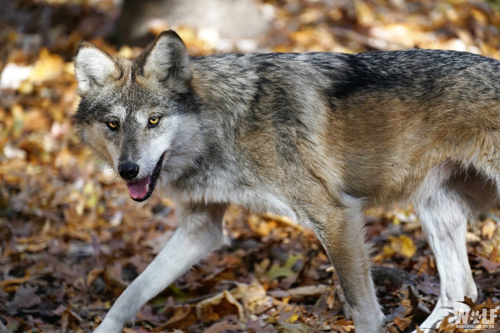 mexican grey wolf coyote hybrid