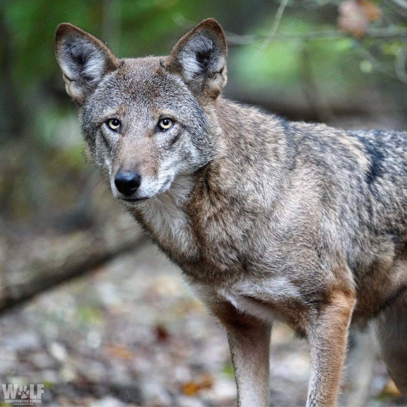 Sponsor a Mating Pair | Wolf Conservation Center