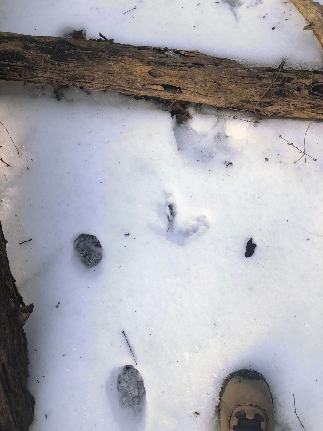 wolf tracks in snow