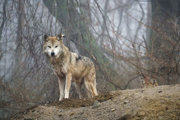 Wandering Mexican gray wolf Removed From Northern New Mexico | Wolf