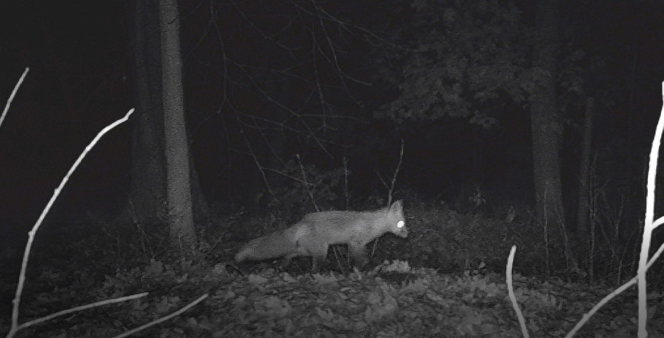 adult live cam of fox