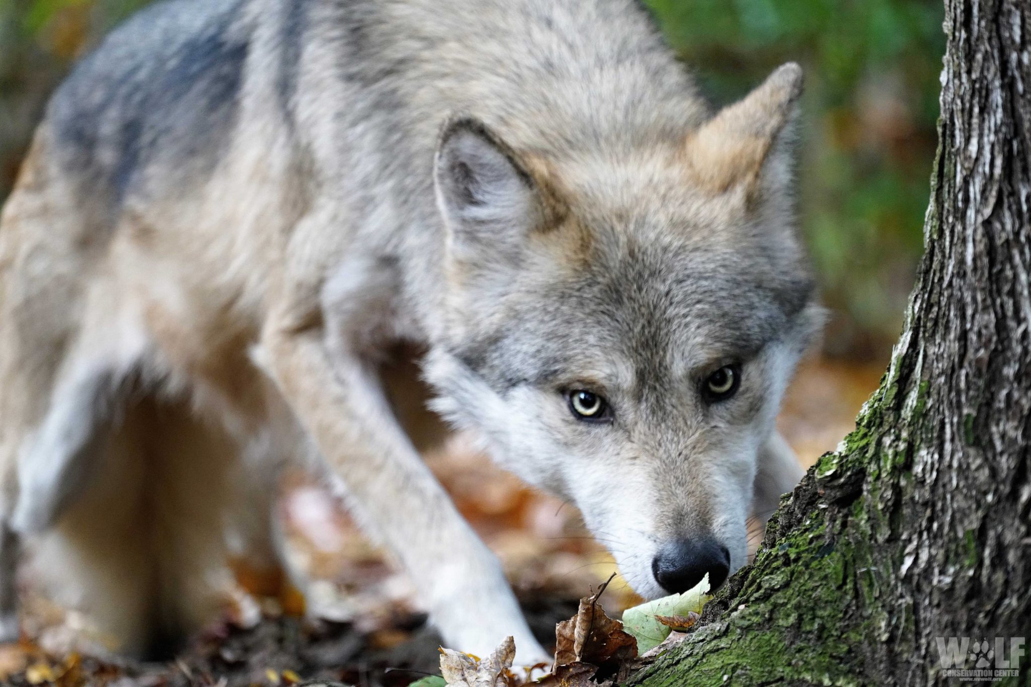 grey wolf pack with pups