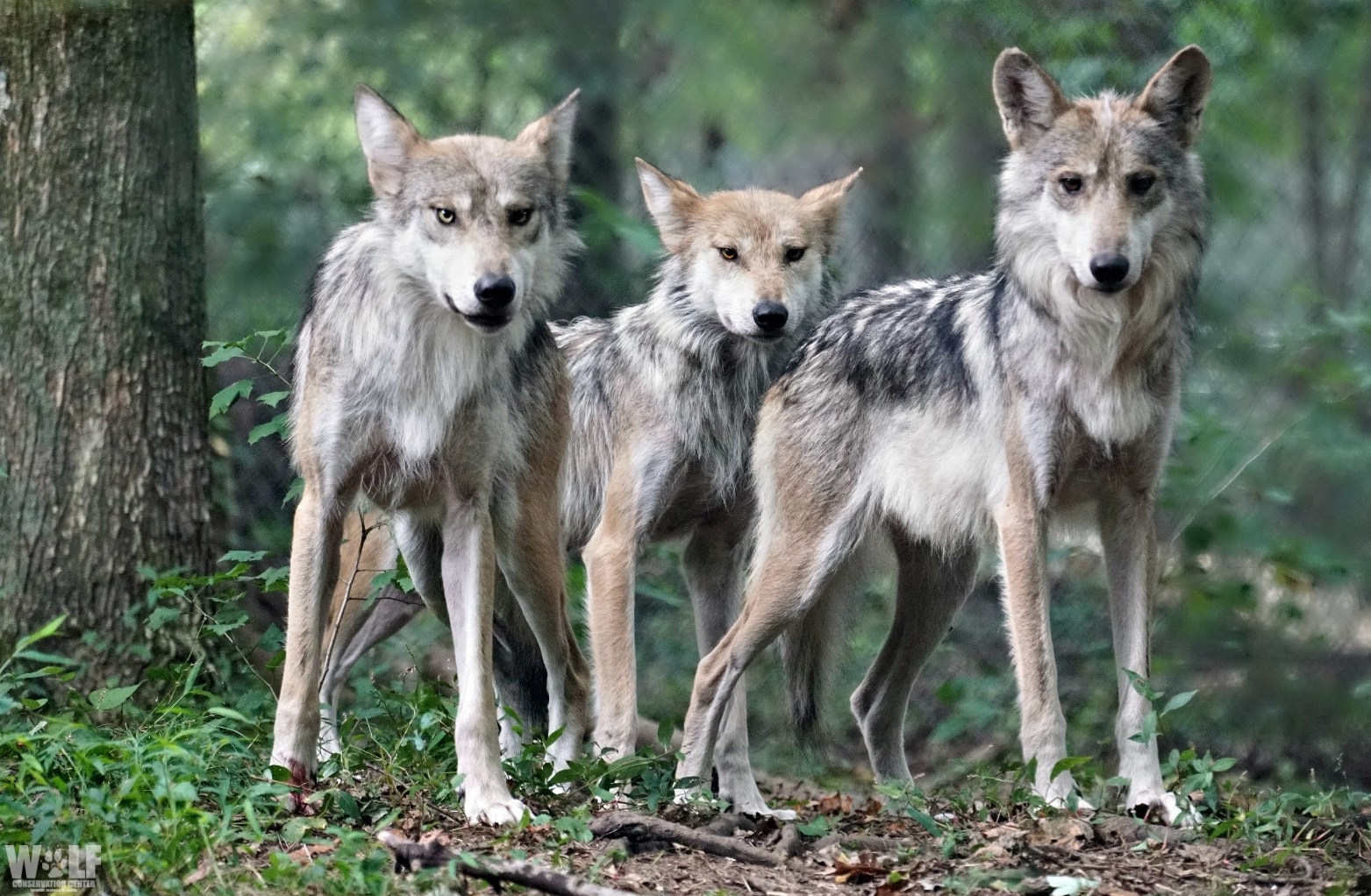 grey wolf pack with pups