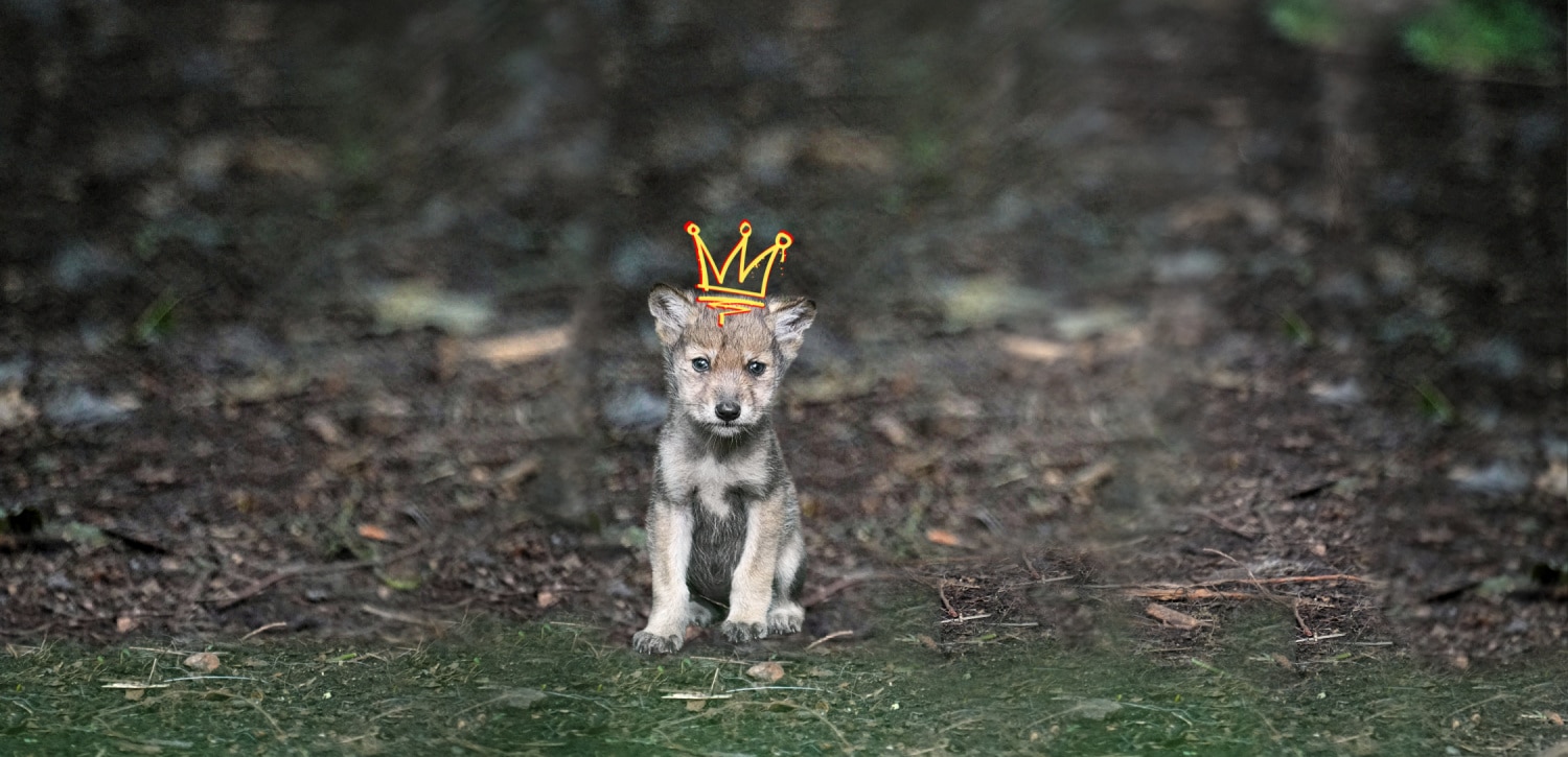 Pup Banner Crown