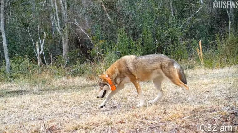 Red Wolf Release March 2022