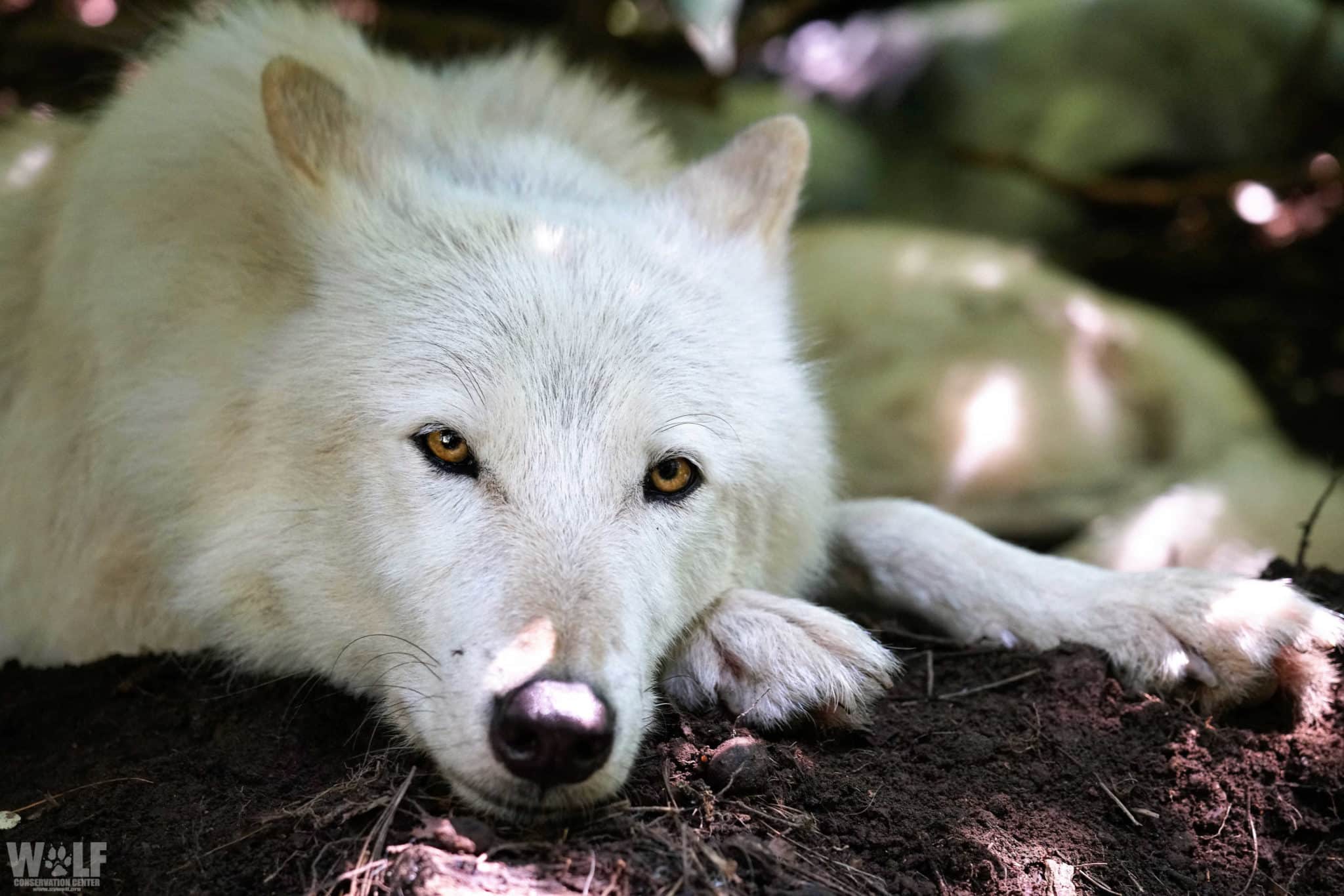 Take Action: Comment Period Open for Montana Wolf Hunting Regulations