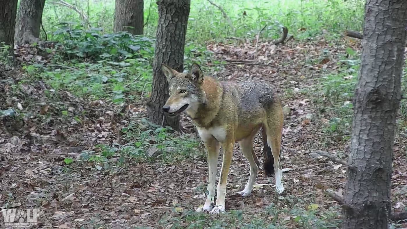 Red Wolf Sage Webcam Edit Email Copy Logo