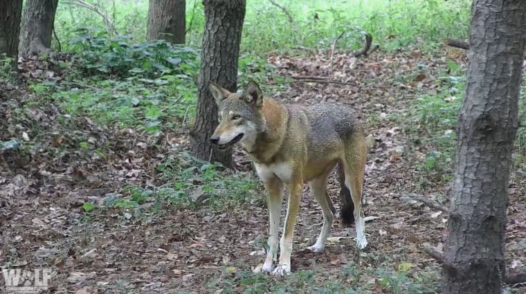Red Wolf Sage Webcam Edit Email Copy Logo
