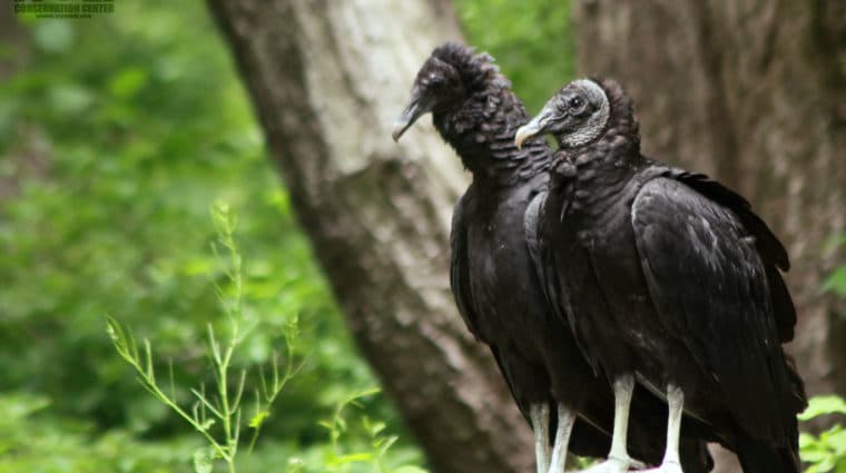 Vultures Edit Logo