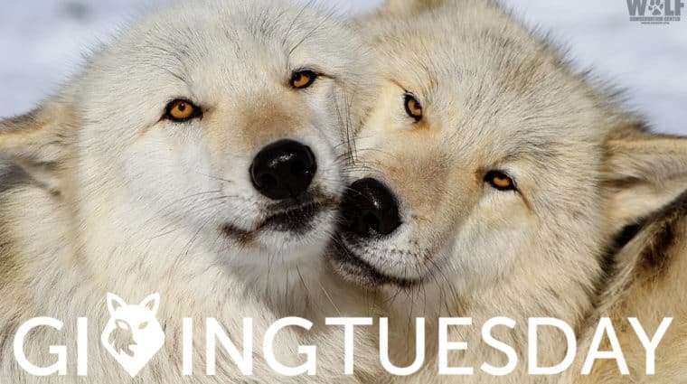 Giving Tuesday 2022 Wide