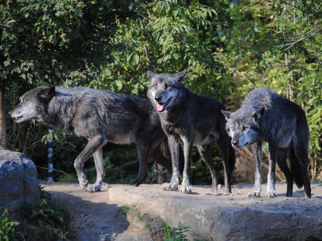 Court Limits Hunting and Trapping of Montana Wolves | Wolf Conservation ...