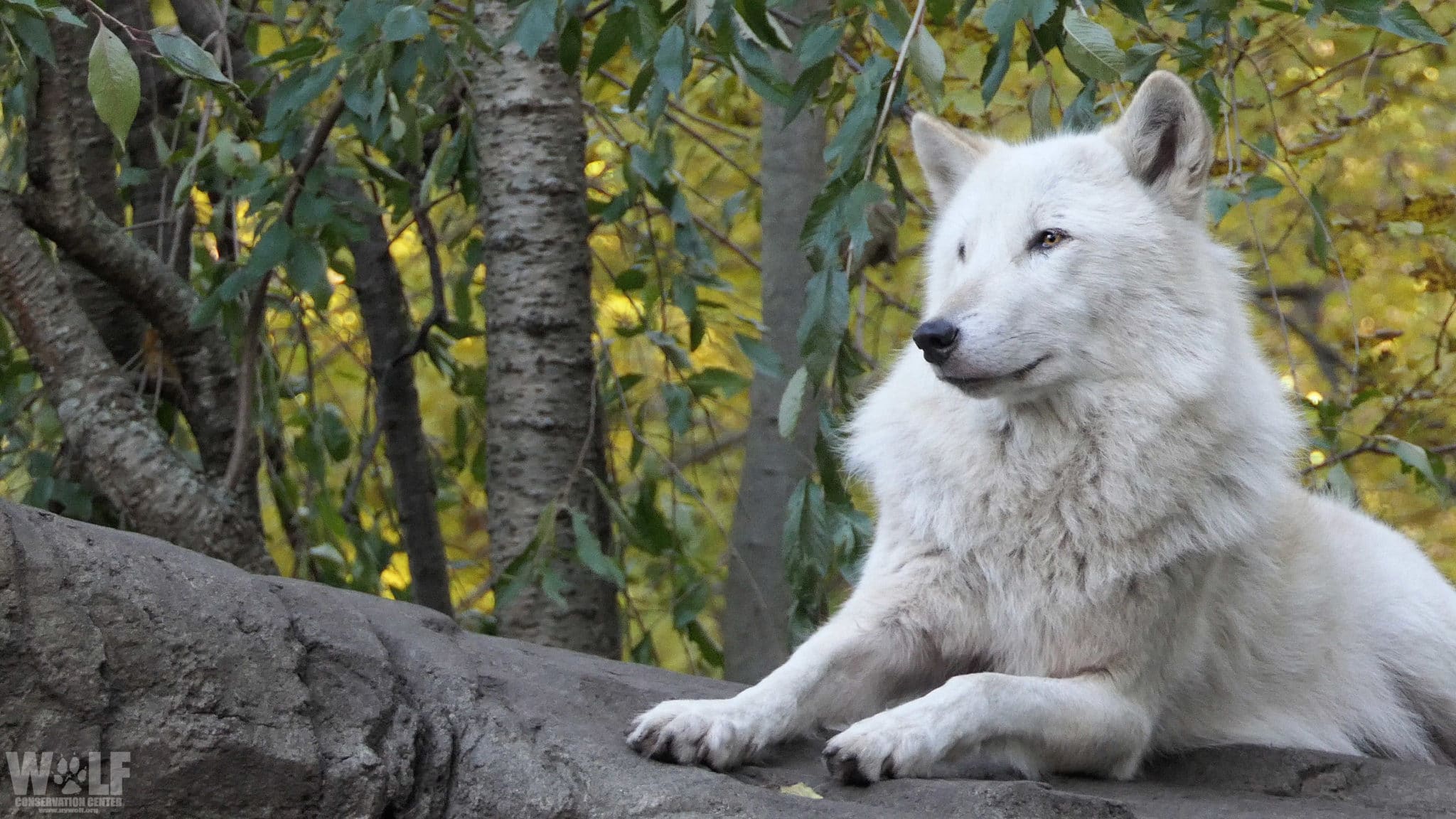 white wolf running through forest