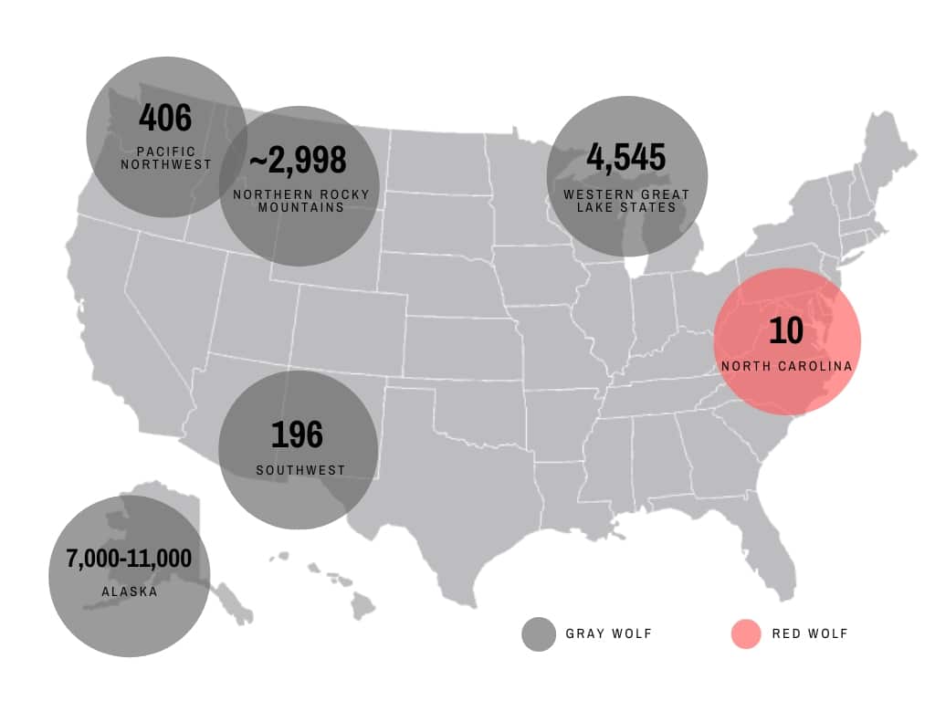 How many wild wolves are in the United States? Wolf Conservation Center