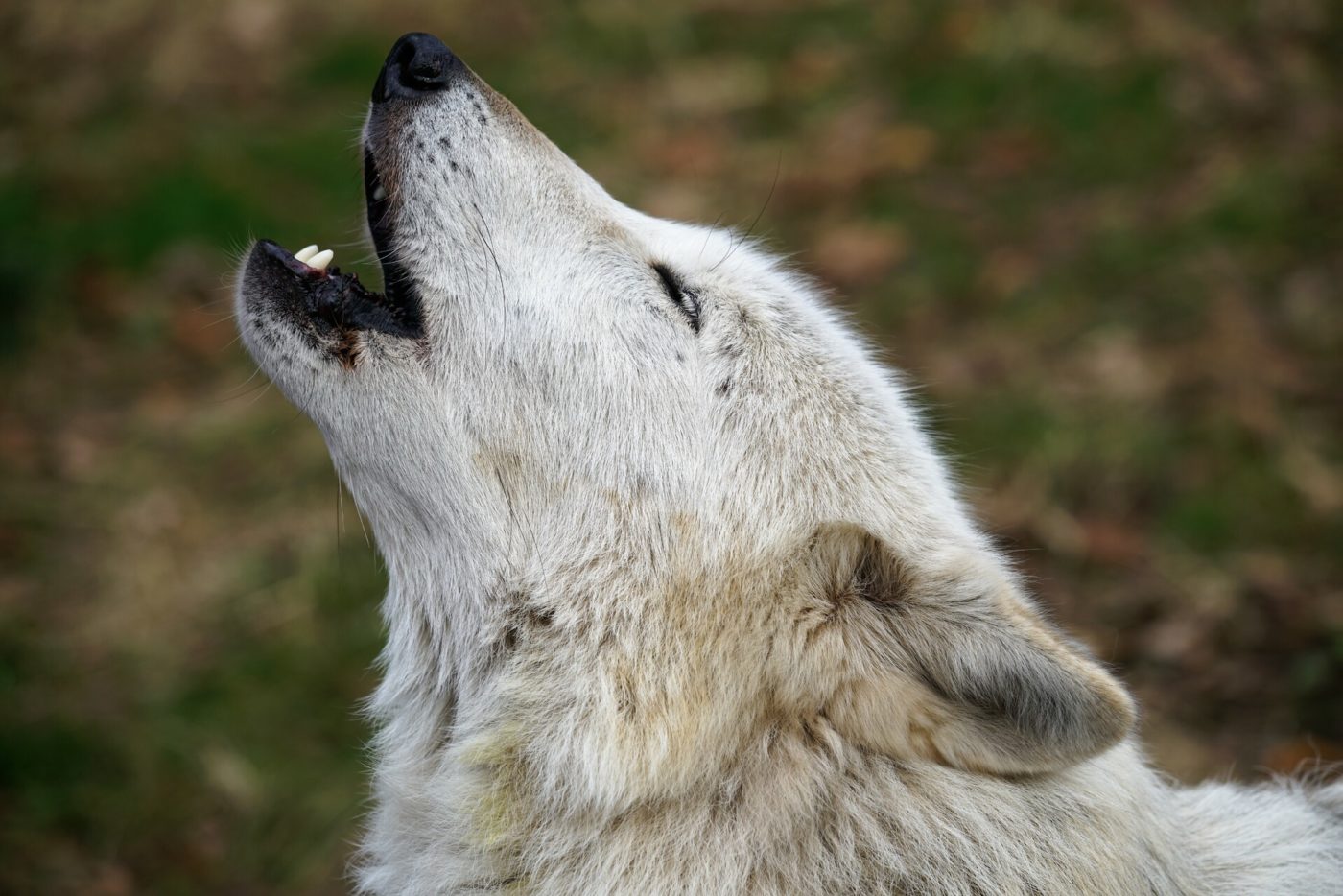 Why Joe Rogan Is Wrong On Wolf Reintroduction | Wolf Conservation Center