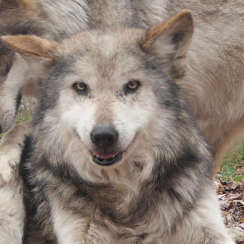 Sponsor a Mating Pair | Wolf Conservation Center