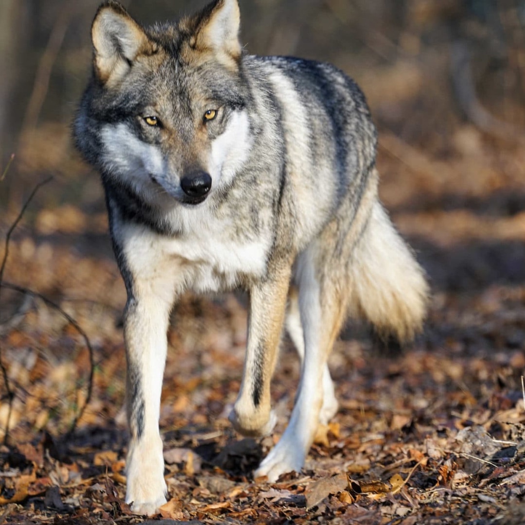 Wolf Conservation Center - Share your love for wolves with a symbolic  adoption of one of the 32 wolves that call the Wolf Conservation Center  home! Learn more ➡️  Mexican gray