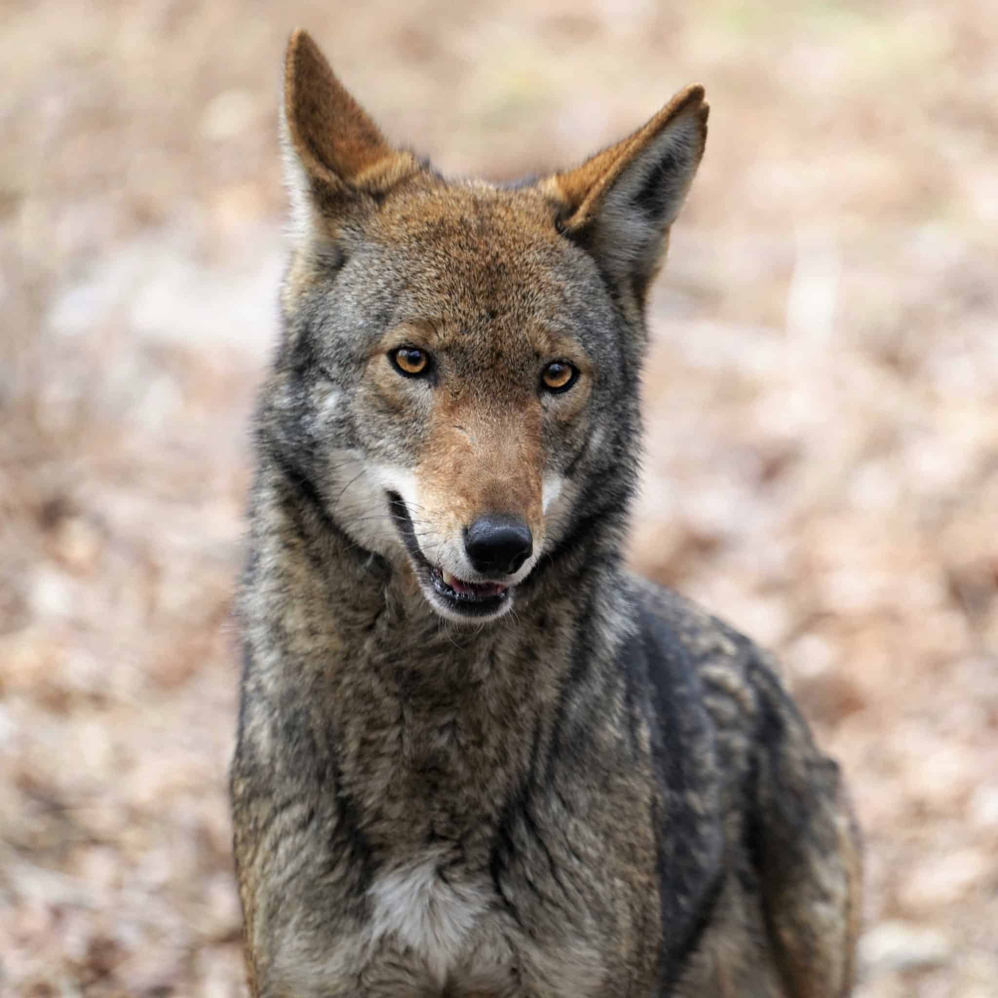 Wolf Conservation Center - Share your love for wolves with a symbolic  adoption of one of the 32 wolves that call the Wolf Conservation Center  home! Learn more ➡️  Mexican gray