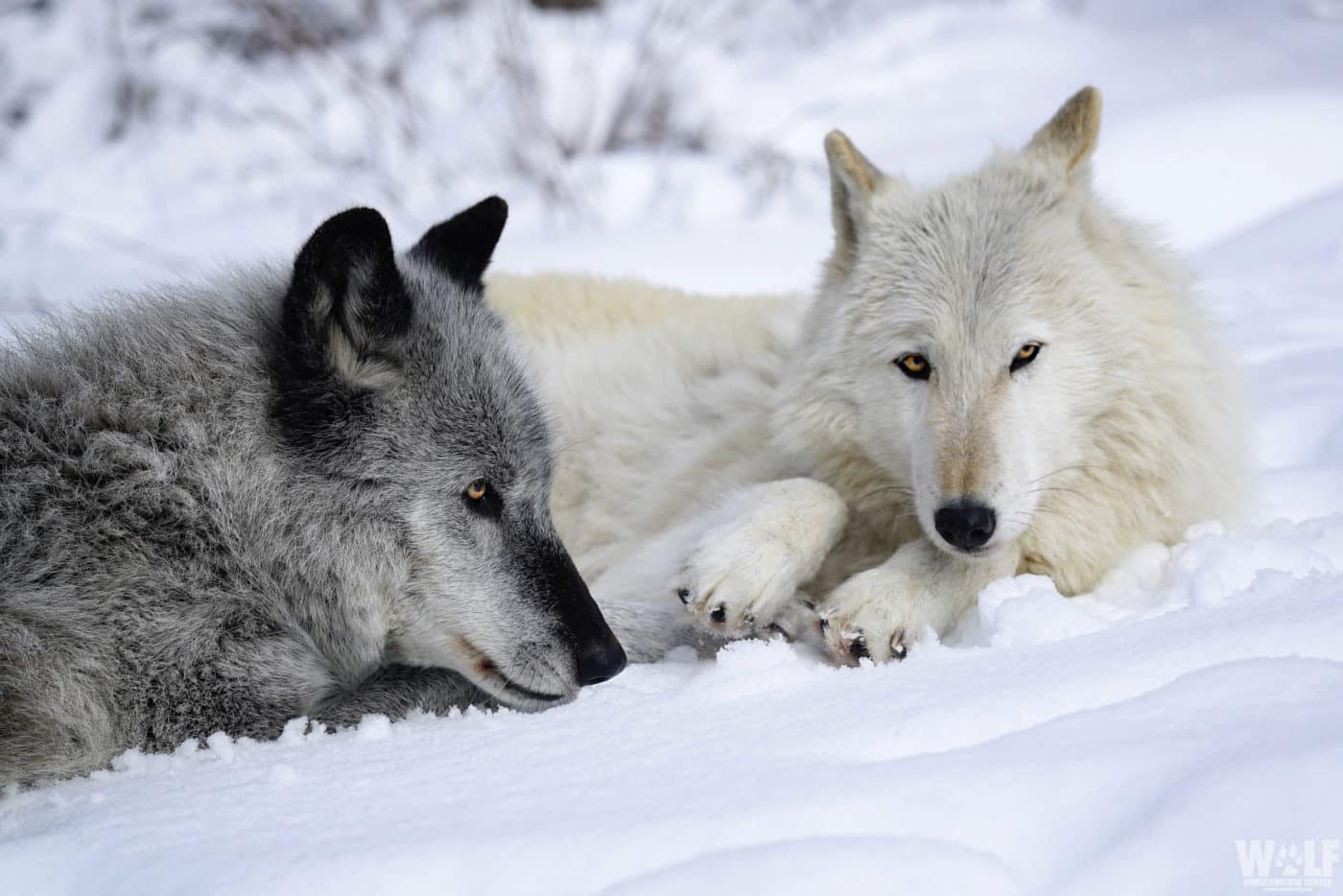 New Year, Same Bad Wolf Policy In Oregon | Wolf Conservation Center