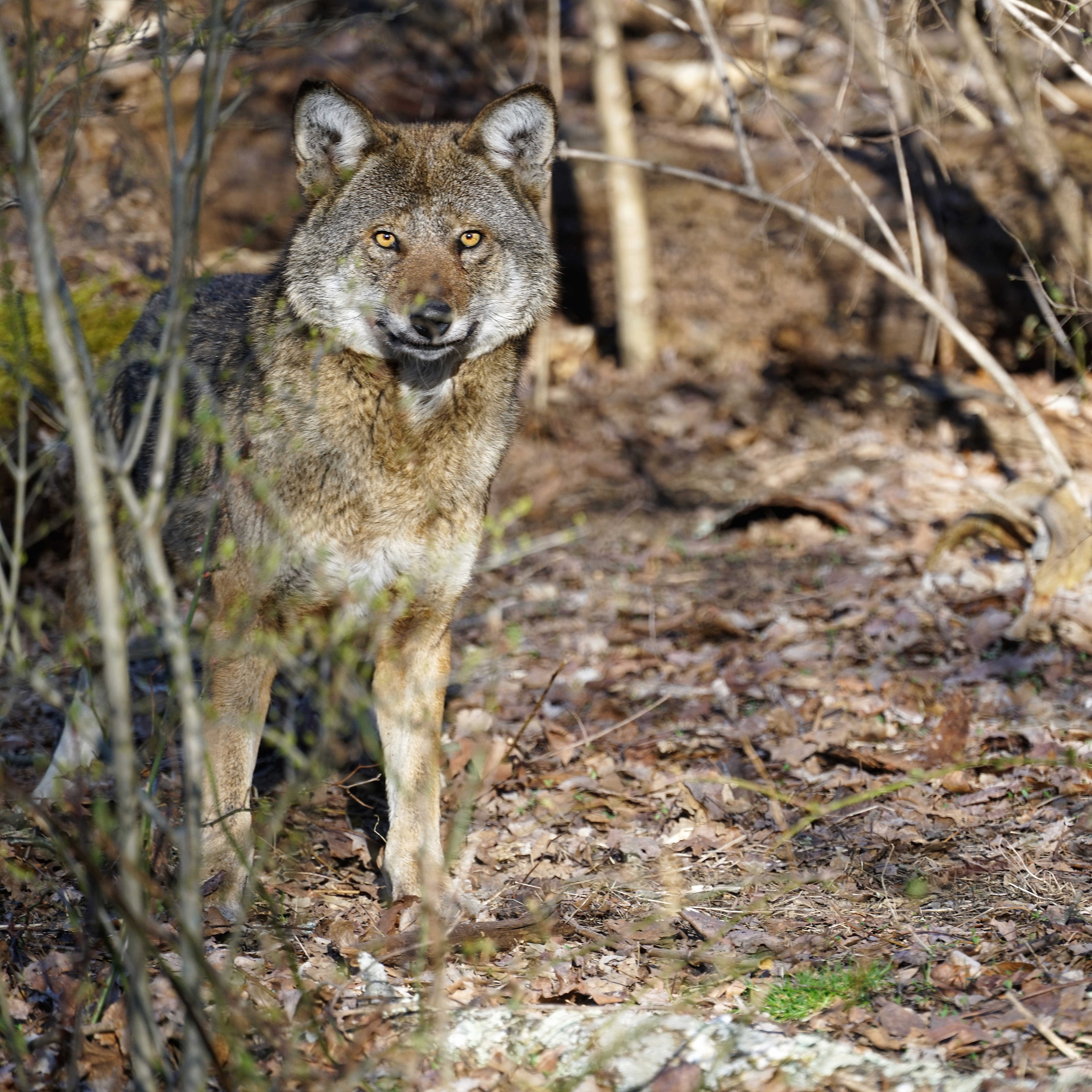 red wolf pair