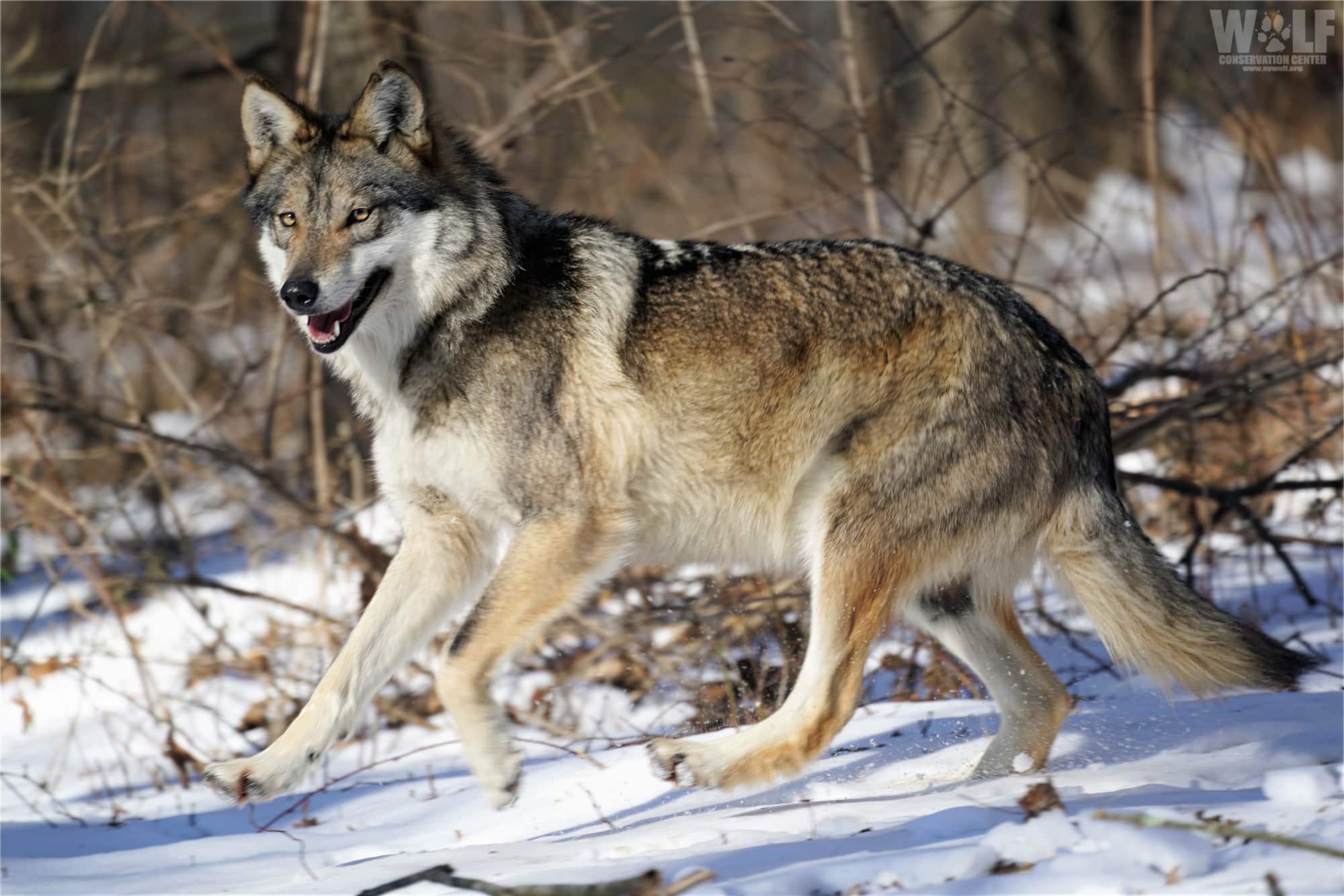 An Endangered Lobo Crossed I-40, Now What? | Wolf Conservation Center