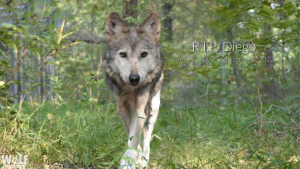 Wolf Conservation Center Mourns Loss of Mexican Gray Wolf Diego