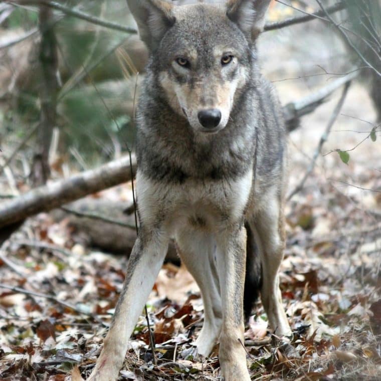 Call of the Wild: Wolf Conservation Center Wolves Released to the Wild ...