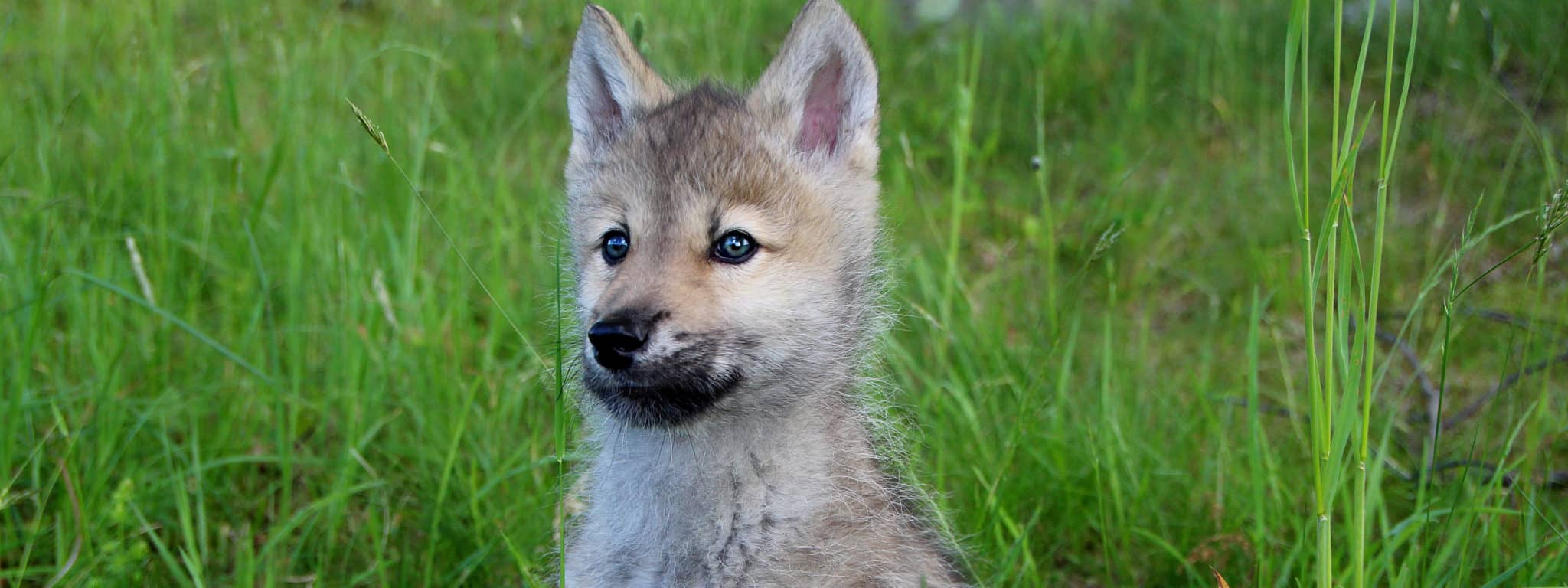 wolf pup sitting