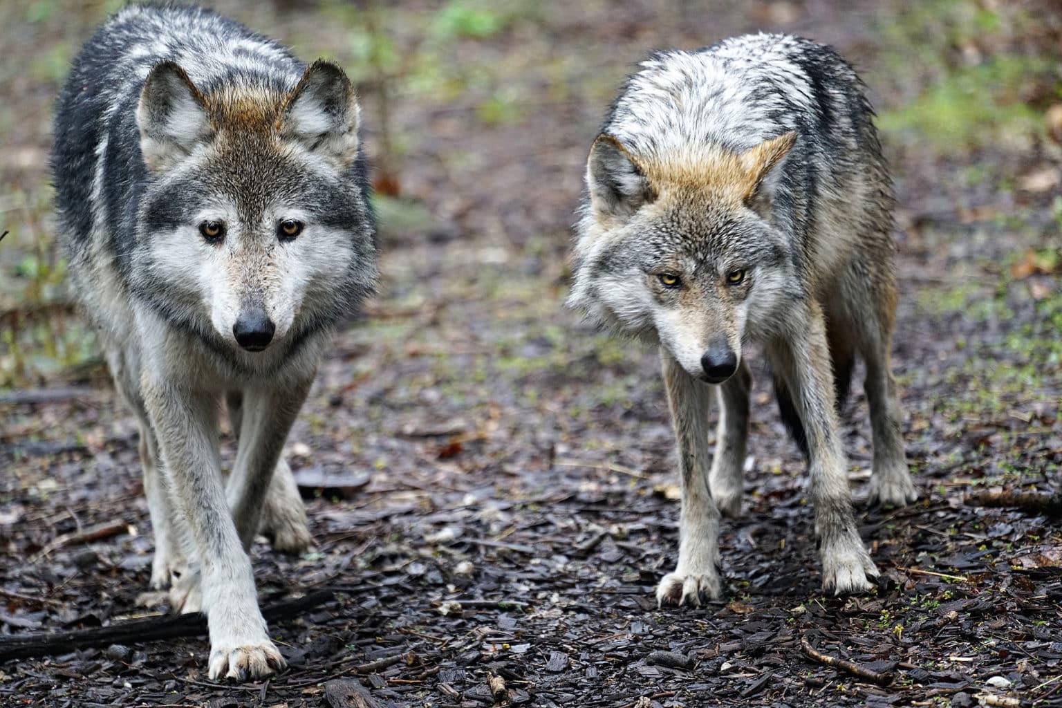 Mexican Gray Wolves Numbers Go Up, But Don’t Tell The Whole Story ...