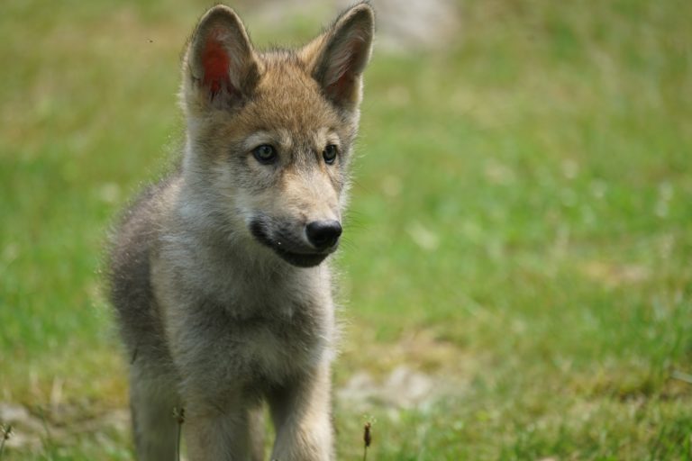 Calendar | Wolf Conservation Center