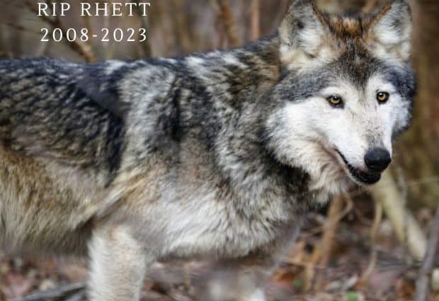 RIP Rhett 2008 2023