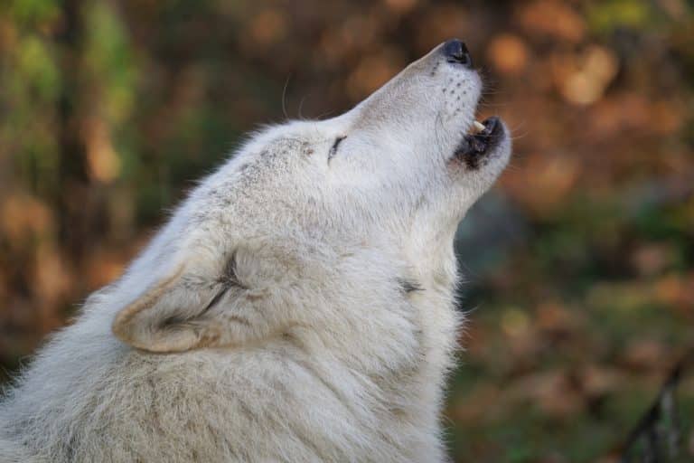 Calendar | Wolf Conservation Center