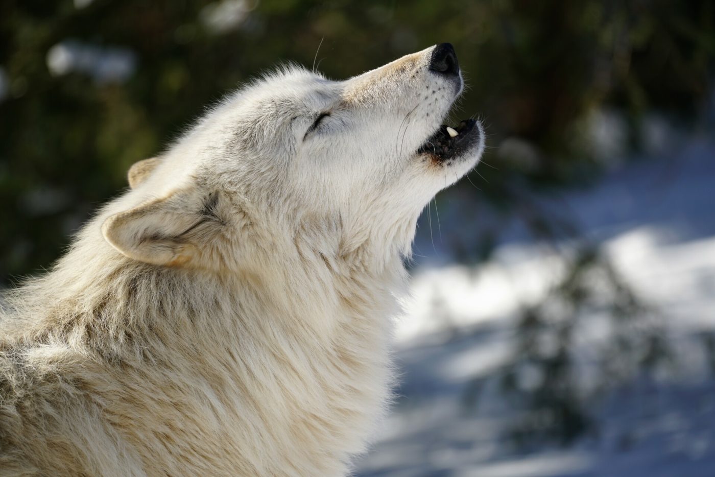 Calendar | Wolf Conservation Center