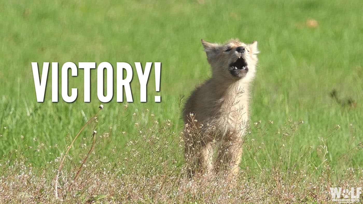 Coyote Pup Howl Edit VICTORY