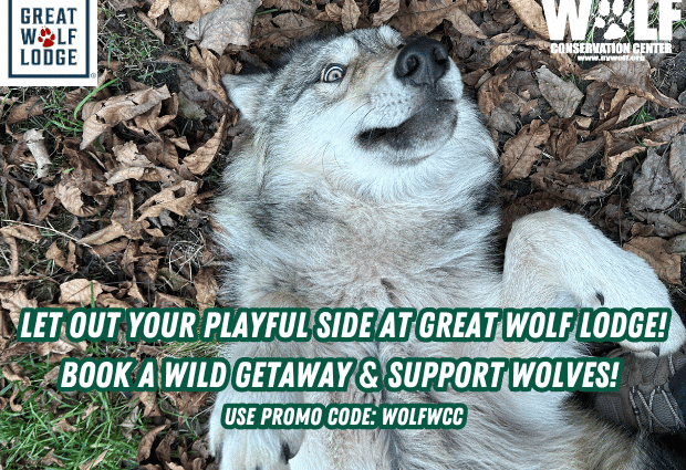 Let Your Playful Side Out At Great Wolf Lodge, They’ll Do The Rest For Wolf Conservation (1)