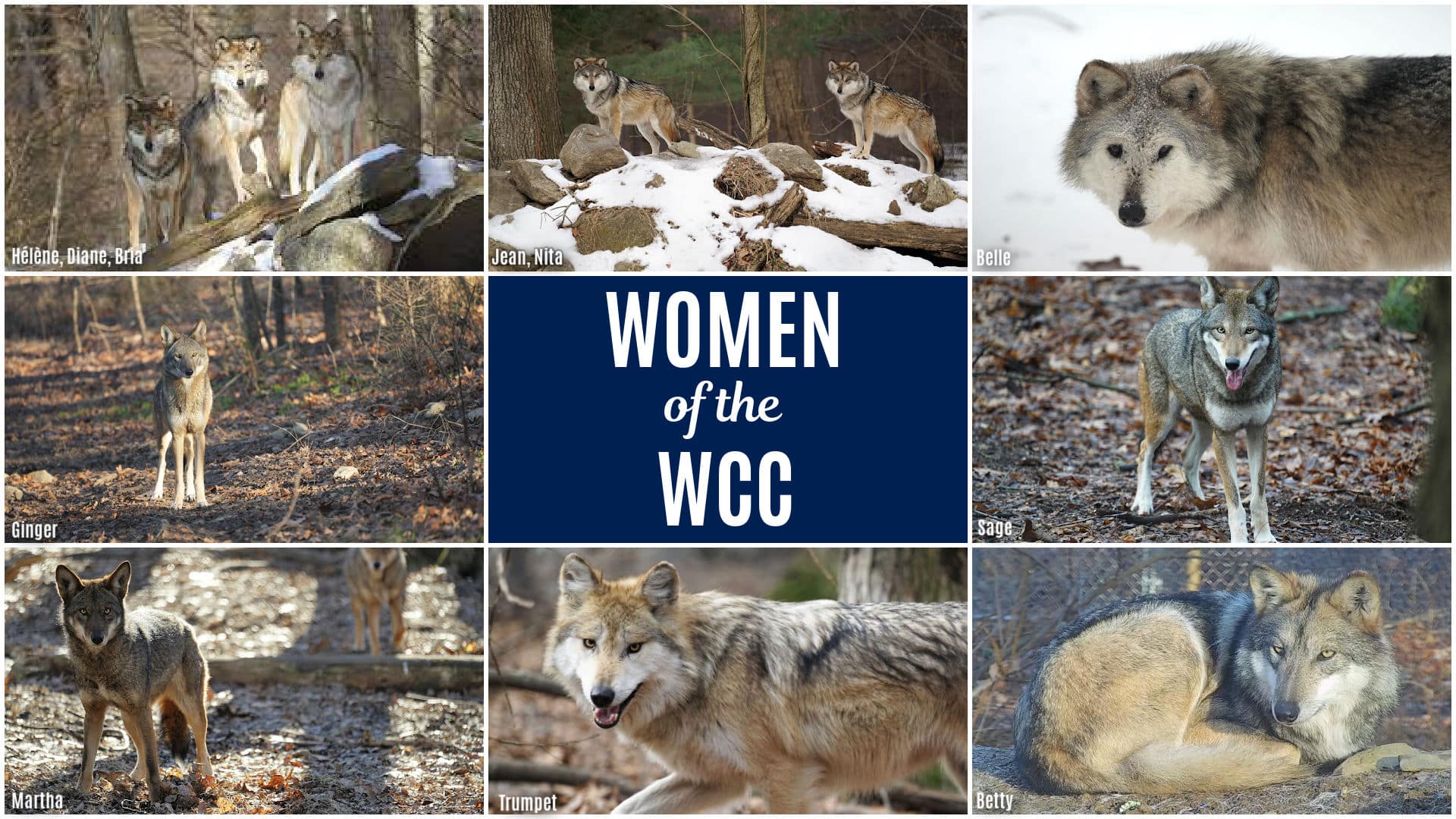 Women Wcc Collage 2024 Wide 1 Wolf Conservation Center   Women Wcc Collage 2024 Wide 1 