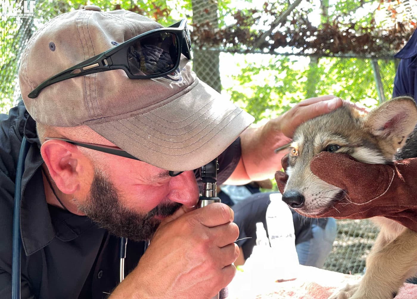 Endangered Mexican Gray Wolf Pups Receive First Health Check | Wolf ...