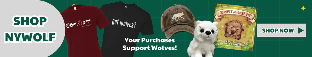 Webcam Merch Banner