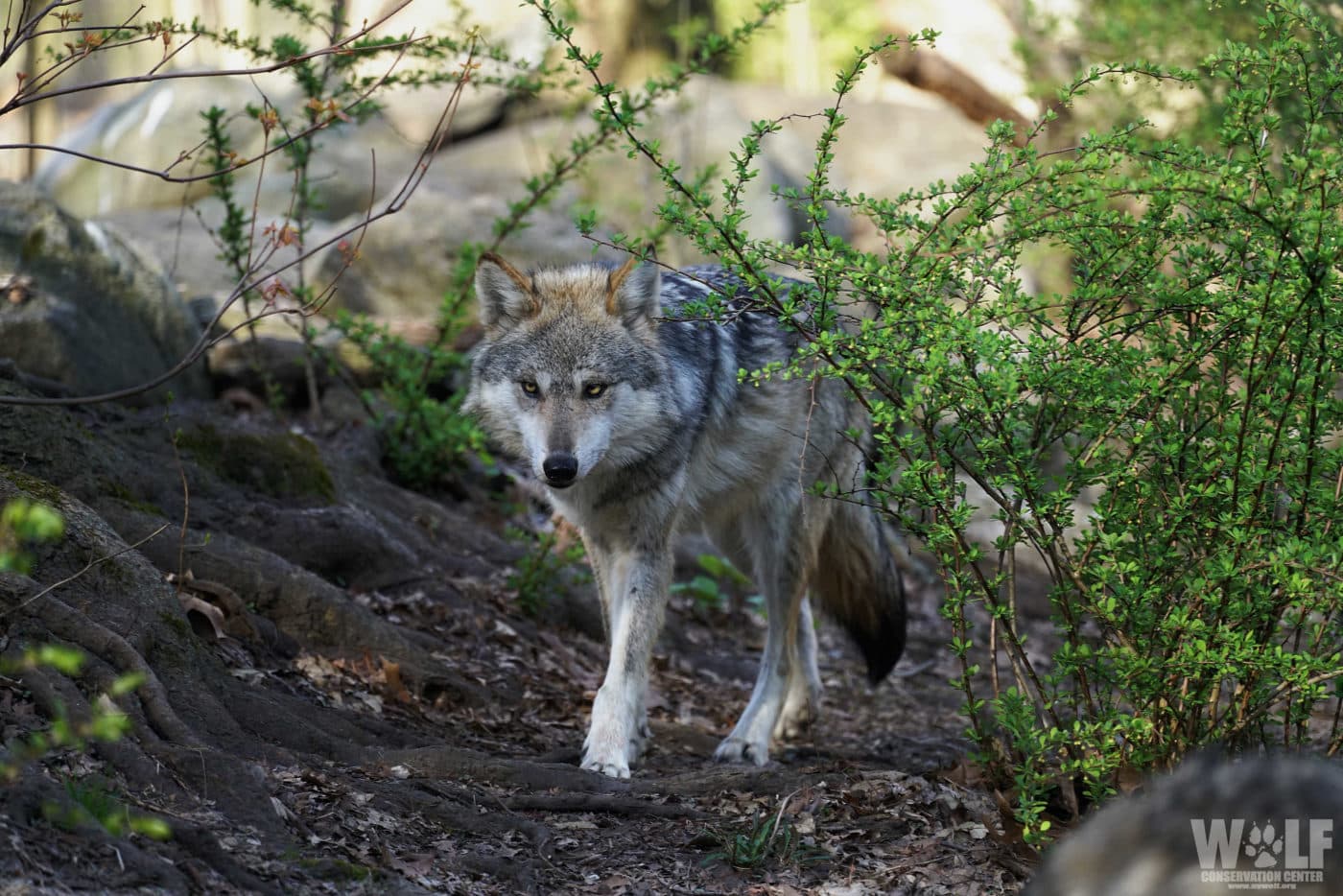 Lobo Walk Nature Scared Sad Edit Logo Wide Lobo Walk Nature Scared Sad Edit Logo Wide
