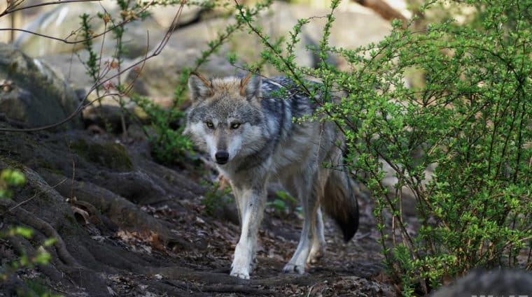 Lobo Walk Nature Scared Sad Edit Logo Wide Lobo Walk Nature Scared Sad Edit Logo Wide