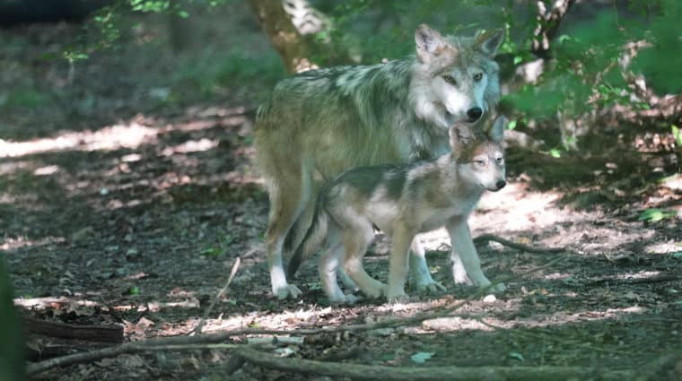 Lobo Pup Duo Scared Edit Sm Logo Lobo Pup Duo Scared Edit Sm Logo