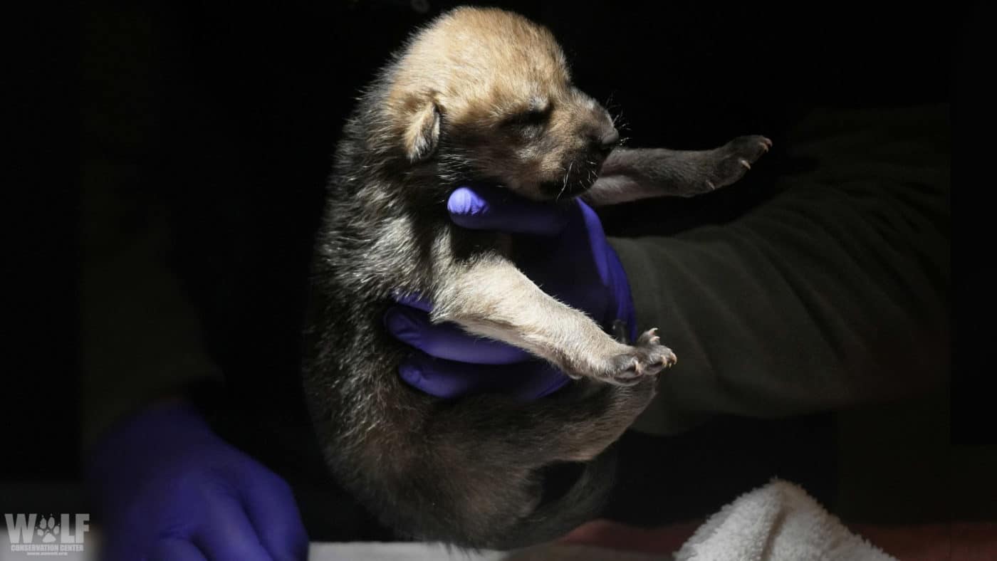 Lobo Pup Foster Wide Logo Lobo Pup Foster Wide Logo