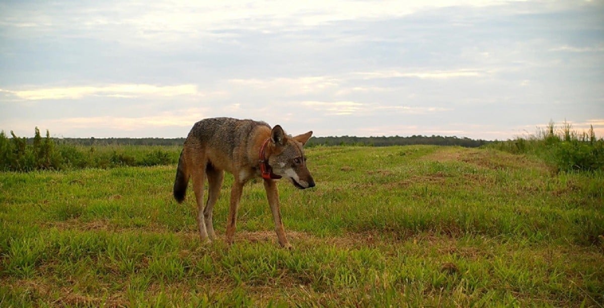 A collared Red Wolf crossing a field in North Carolina. The GPS collar provides crucial data that helps the Center’s Integrative Ecology and Coexistence Lab protect these rare wolves. Photo: USFWS.