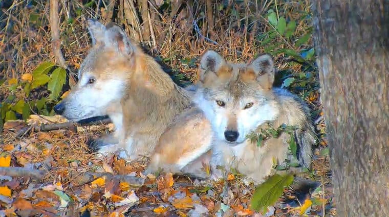 Diane Helene Webcam October 2025 Crop