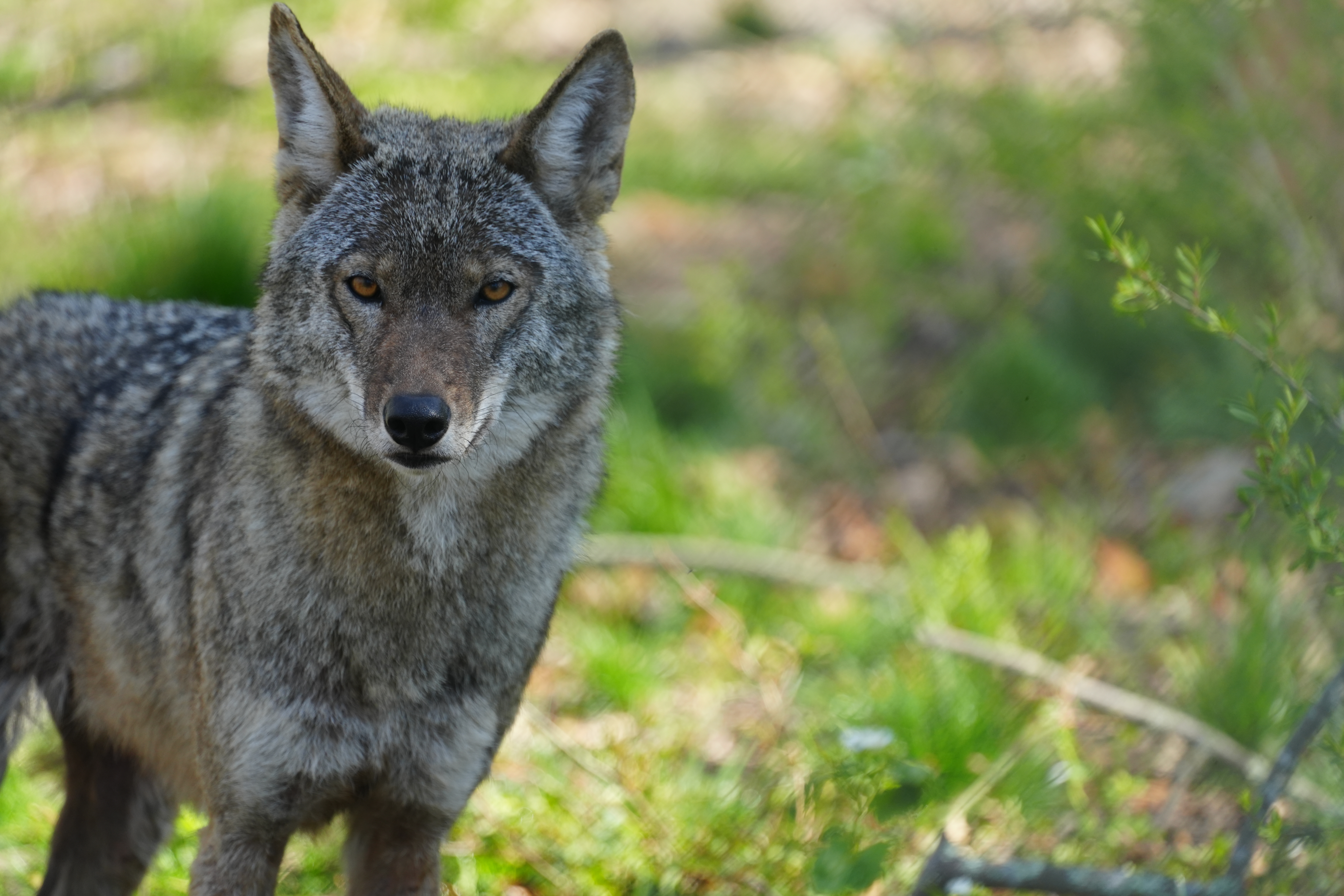 Ginger Stare Spring Green Dark (1)