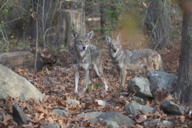 Wolves In Oklahoma Red Wolves and Mexican Gray Wolves | Wolf Conservation Center