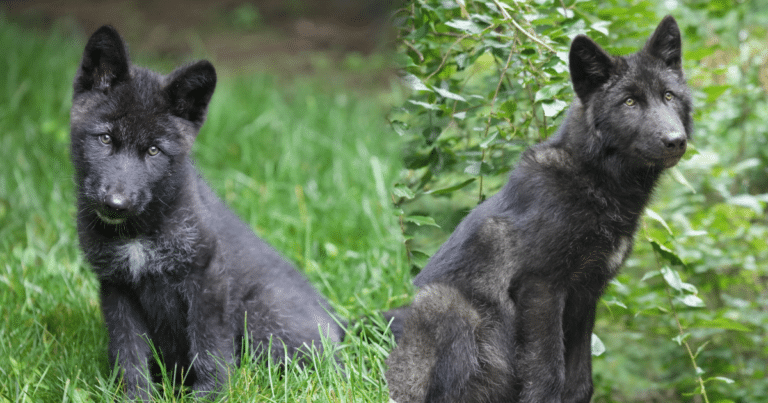 Wolves Maturation Wolf Pup Development: Milestones in Their First Year | Wolf ...